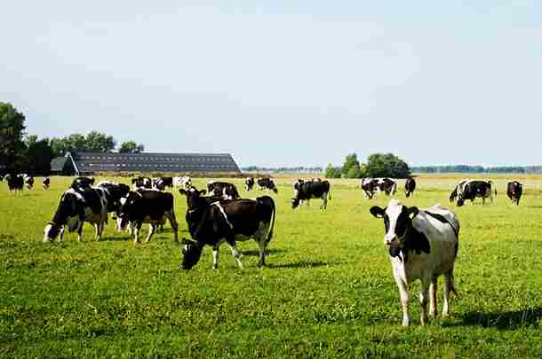 Koeien onder behandeling van dierenarts grazen in de wei