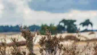 Afbeelding - Tussenbalans Regio Deals: van projectenmachine naar blijvende publieke waarde