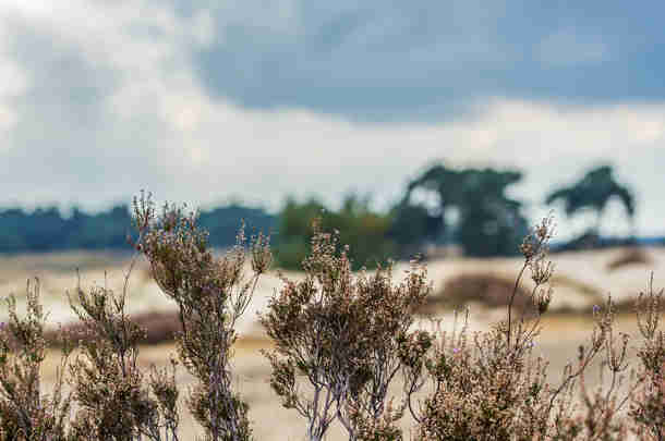 Tussenbalans Regio Deals: van projectenmachine naar blijvende publieke waarde