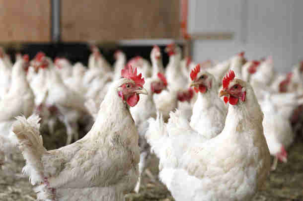 LNV deelt uitkomsten evaluatie Wet dieren met Tweede Kamer LNV deelt uitkomsten evaluatie Wet dieren met Tweede Kamer