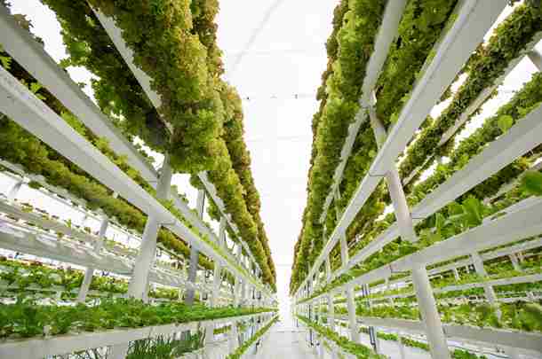 Programma 2022 netwerk Smart Horticulture bekend