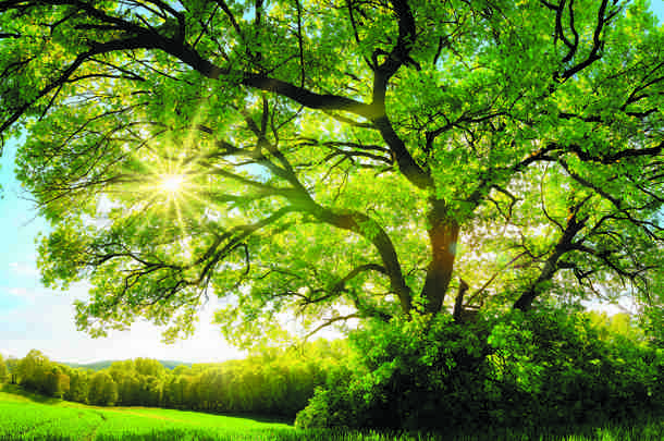 Afbeelding - Leading by Nature Afbeelding - Leading by Nature